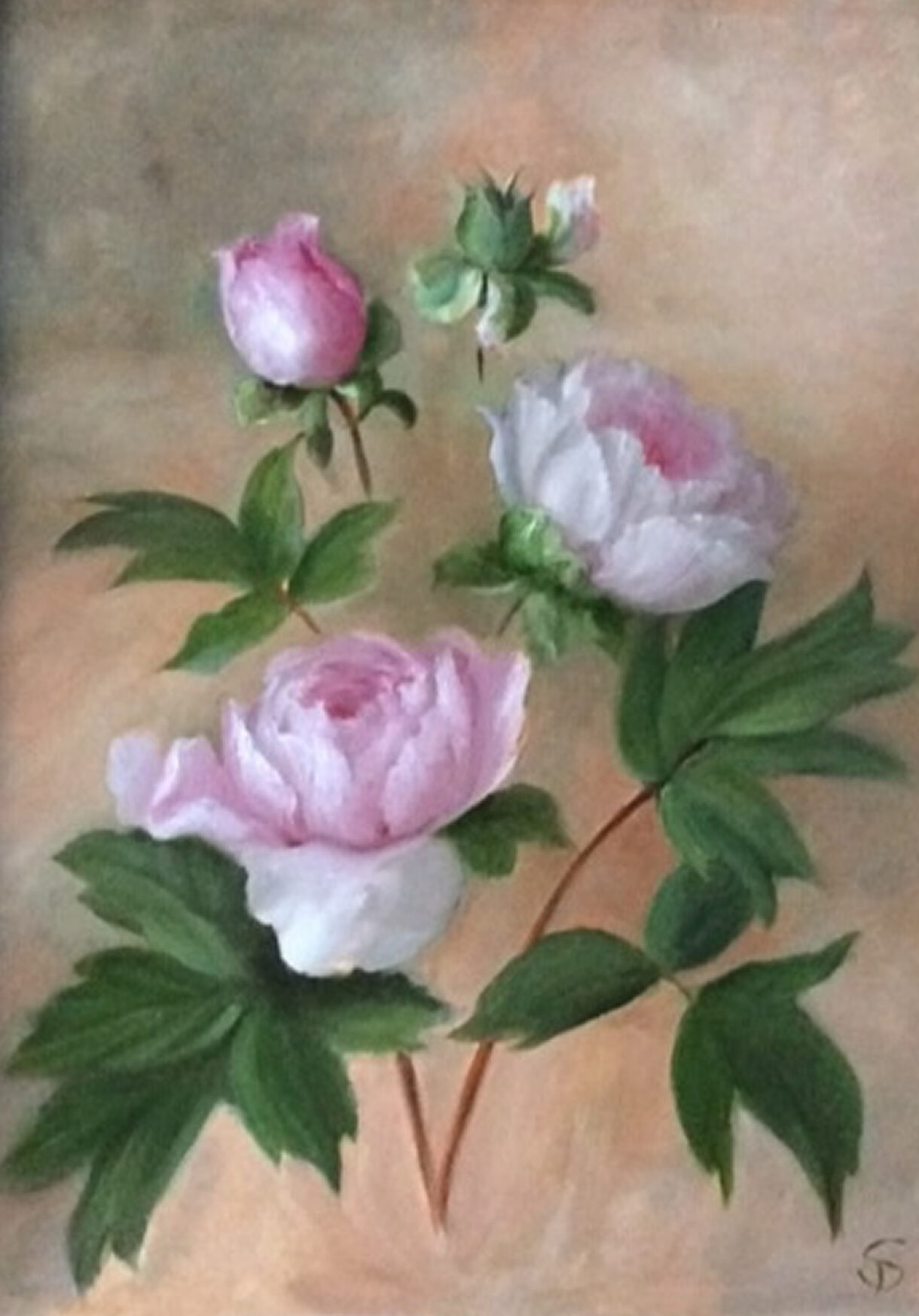 Susie Philipps - Peony