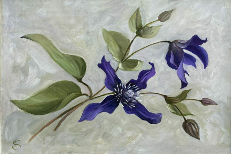 Susie Philipps - Purple Clematis