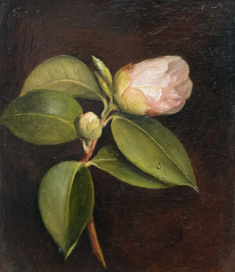 Susie Philipps - A Pink Camellia